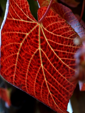 Winorośl japońska (Vitis coignetiae) - jesień